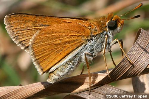 Two-spotted Skipper (Euphyes bimacula)