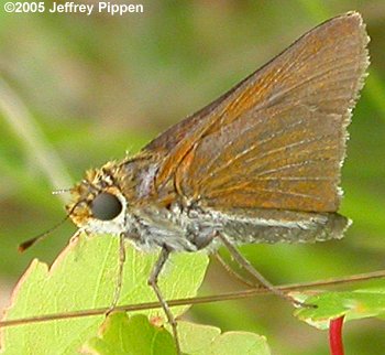 Two-spotted Skipper (Euphyes bimacula)