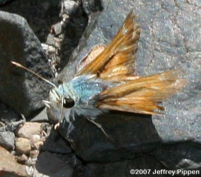 Uncas Skipper (Hesperia uncas)