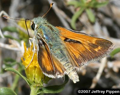 Uncas Skipper (Hesperia uncas)