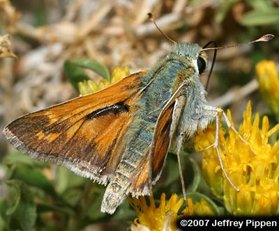 Uncas Skipper (Hesperia uncas)