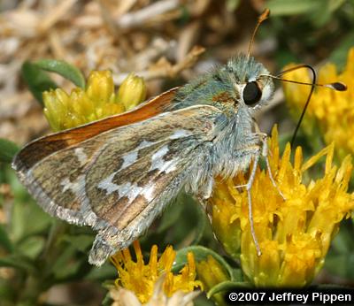 Uncas Skipper (Hesperia uncas)