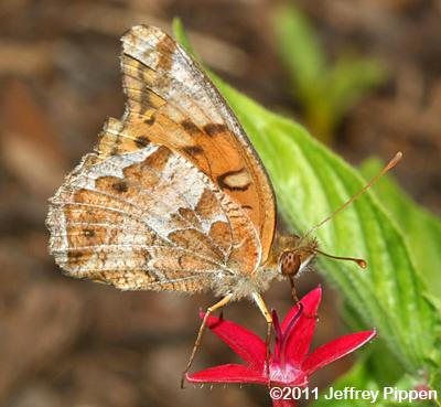 Variegated Fritillary (Euptoieta claudia)