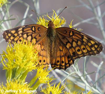 Variegated Fritillary (Euptoieta claudia)