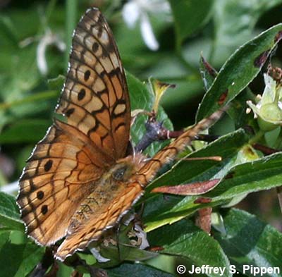 Variegated Fritillary (Euptoieta claudia)