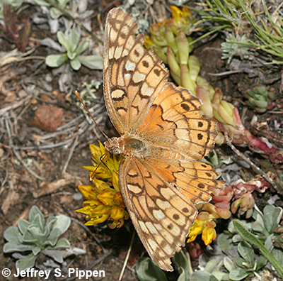 Variegated Fritillary (Euptoieta claudia)