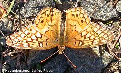 Variegated Fritillary (Euptoieta claudia)