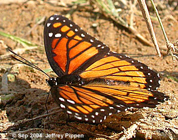 Viceroy (Limenitis archippus)