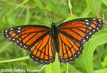 Viceroy (Limenitis archippus)