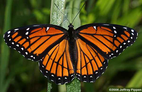 Viceroy (Limenitis archippus)