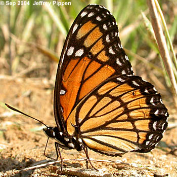 Viceroy (Limenitis archippus)