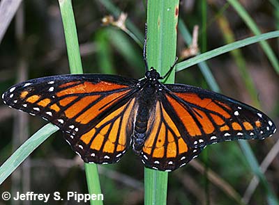 Viceroy (Limenitis archippus)