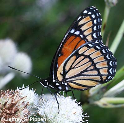 Viceroy (Limenitis archippus)