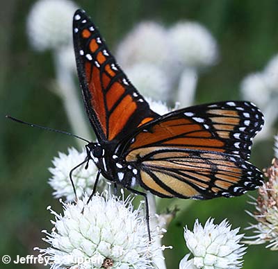 Viceroy (Limenitis archippus)