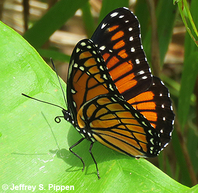 Viceroy (Limenitis archippus)