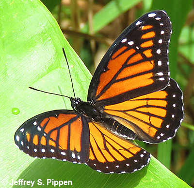 Viceroy (Limenitis archippus)