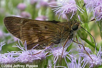 Violet-banded Skipper (Nyctelius nyctelius)