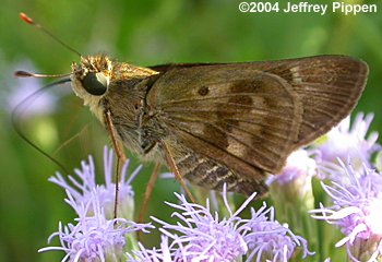 Violet-banded Skipper (Nyctelius nyctelius)