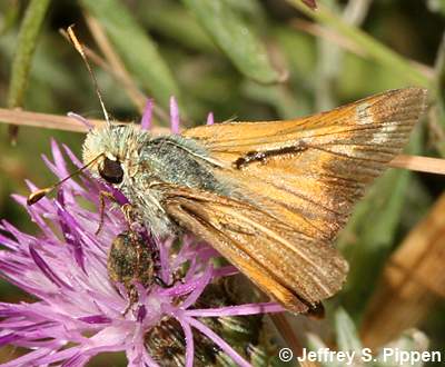 Western Branded Skipper (Hesperia colorado)