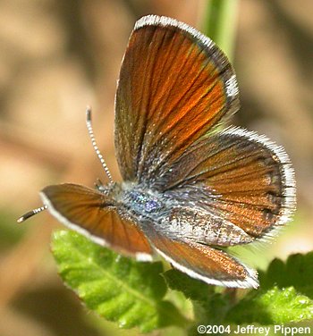 Western Pygmy-Blue (Brephidium exilis)