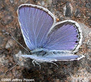 Western Tailed-Blue (Everes amyntula)