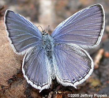 Western Tailed-Blue (Everes amyntula)