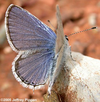 Western Tailed-Blue (Everes amyntula)