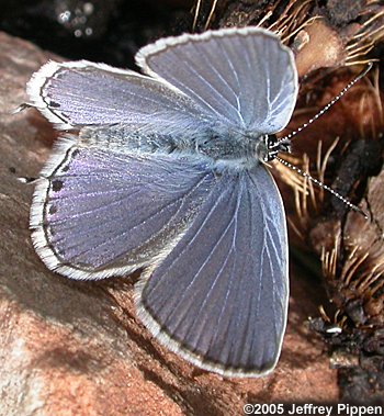 Western Tailed-Blue (Everes amyntula)