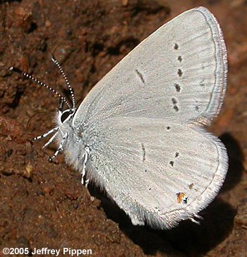 Western Tailed-Blue (Everes amyntula)