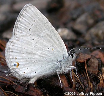 Western Tailed-Blue (Everes amyntula)