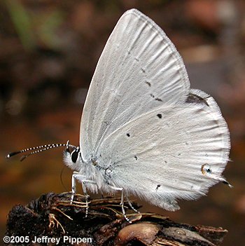 Western Tailed-Blue (Everes amyntula)