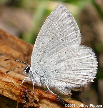 Western Tailed-Blue (Everes amyntula)