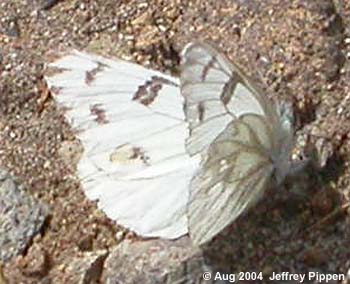 Western White (Pontia occidentalis)