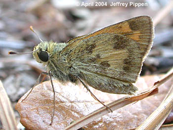 Whirlabout (Polites vibex)