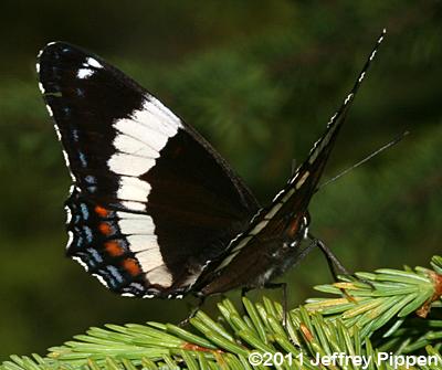White Admiral (Limenitis arthemis arthemis)