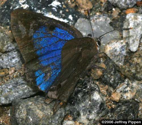White M Hairstreak (Parrhasius m-album)