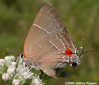 White M Hairstreak (Parrhasius m-album)