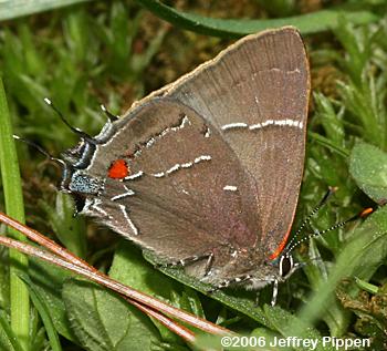 White M Hairstreak (Parrhasius m-album)