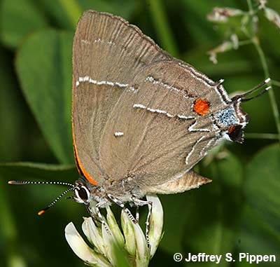 White M Hairstreak (Parrhasius m-album)