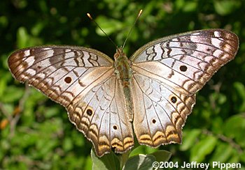 White Peacock (Anartia jatrophae)