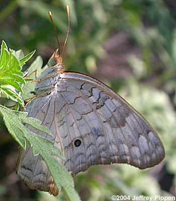 White Peacock (Anartia jatrophae)