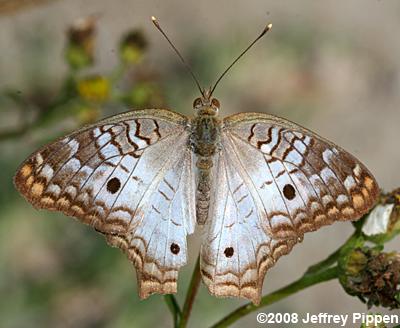 White Peacock (Anartia jatrophae)