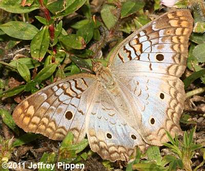 White Peacock (Anartia jatrophae)