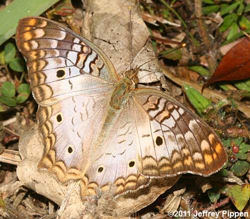 White Peacock (Anartia jatrophae)