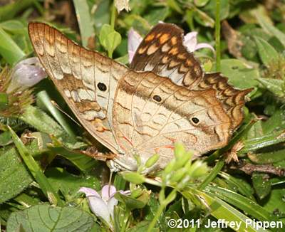 White Peacock (Anartia jatrophae)