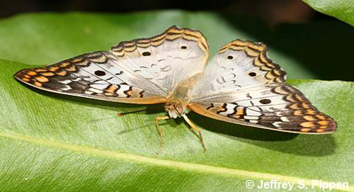 White Peacock (Anartia jatrophae)