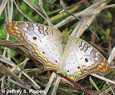 White Peacock (Anartia jatrophae)
