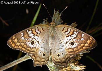 White Peacock (Anartia jatrophae)