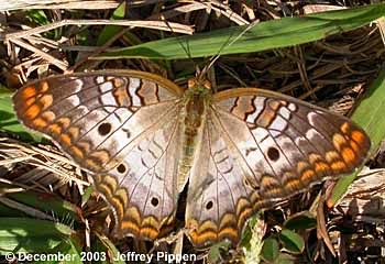 White Peacock (Anartia jatrophae)