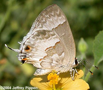 White Scrub-Hairstreak <I>(Strymon albata)</I>
